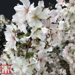 Prunus Incisa 'Kojo-No-Mai' -plant prun kojo