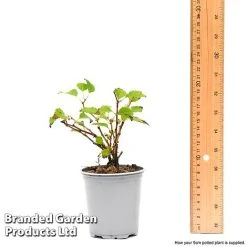 Prunus Incisa 'Kojo-No-Mai' -plant prun1