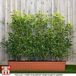 Prunus Lusitanica -plant prunus ready
