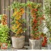 Pyracantha Coccinea 'Star' Duo