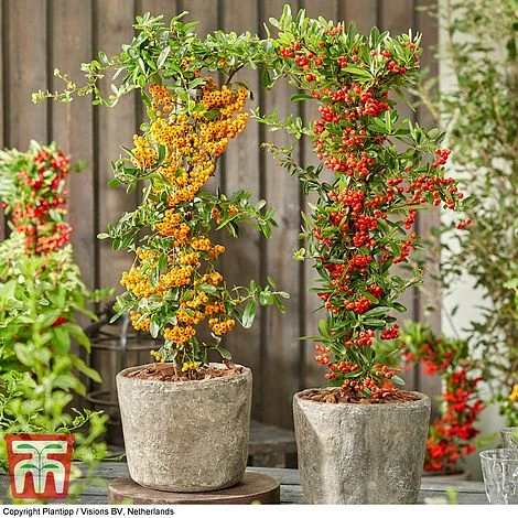 Pyracantha Coccinea 'Star' Duo 1 Pyracantha Coccinea 'Star' Duo