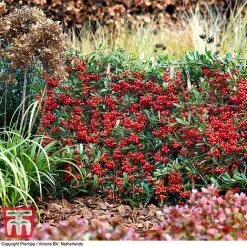 Pyracantha Coccinea 'Red Star' -plant pyra red10