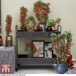 Pyracantha Coccinea 'Red Star' -plant pyra red2