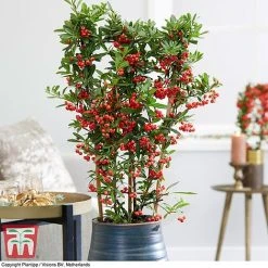 Pyracantha Coccinea 'Red Star' -plant pyra red3