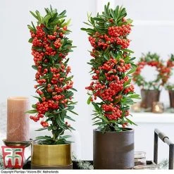 Pyracantha Coccinea 'Red Star' -plant pyra red4
