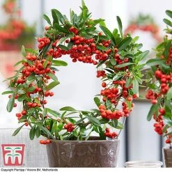 Pyracantha Coccinea 'Red Star' -plant pyra red5