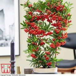 Pyracantha Coccinea 'Red Star' -plant pyra red6