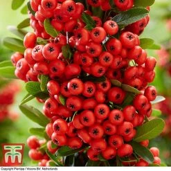 Pyracantha Coccinea 'Red Star' -plant pyra red7