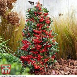 Pyracantha Coccinea 'Red Star' -plant pyra red8