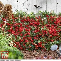 Pyracantha Coccinea 'Red Star' -plant pyra red9