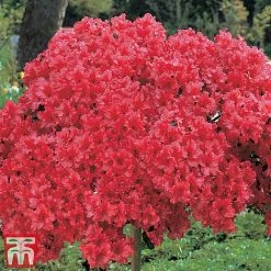 Azalea 'Japanese Red' 10 Azalea 'Japanese Red' -plant red2