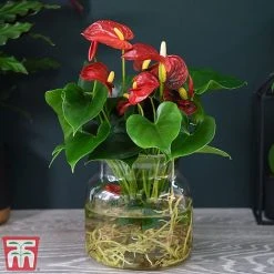Anthurium Aqua Red In Sierglass