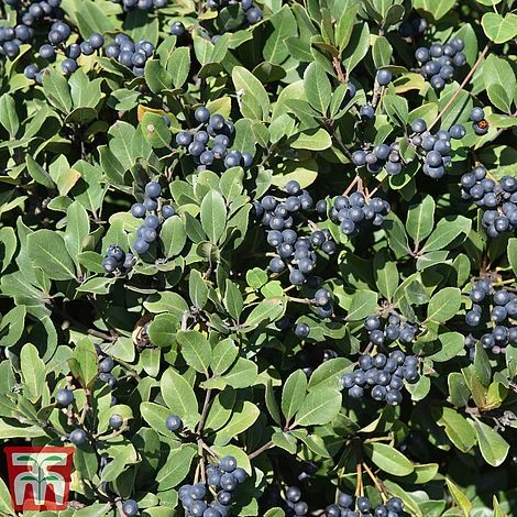 Rhaphiolepis Umbellata F. Ovata 2 Rhaphiolepis Umbellata F. Ovata - Image 2