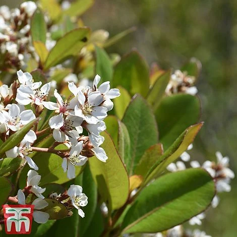 Rhaphiolepis Umbellata F. Ovata 3 Rhaphiolepis Umbellata F. Ovata - Image 3