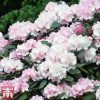 Rhododendron 'Silberwolke'