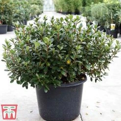 Rhododendron 'Conny' (Azalea Group)