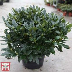 Rhododendron 'Cunningham's White' 8 Rhododendron 'Cunningham's White' -plant rhod cunn