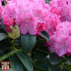 Rhododendron 'Germania'