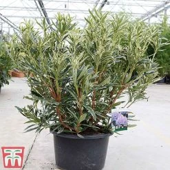 Rhododendron Ponticum 'Variegatum' -plant rhod var