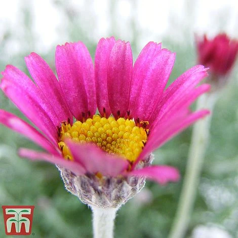 Rhodanthemum 'Marrakech' 2 Rhodanthemum 'Marrakech' - Image 2