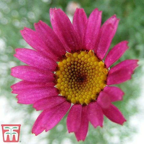 Rhodanthemum 'Marrakech' 3 Rhodanthemum 'Marrakech' - Image 3