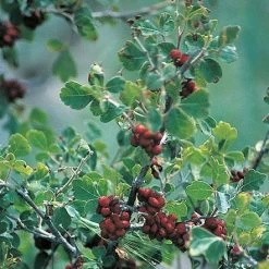Three-Leaf Sumac (Rhus) 5 Three-Leaf Sumac (Rhus) -plant rhus trilobata 1 1
