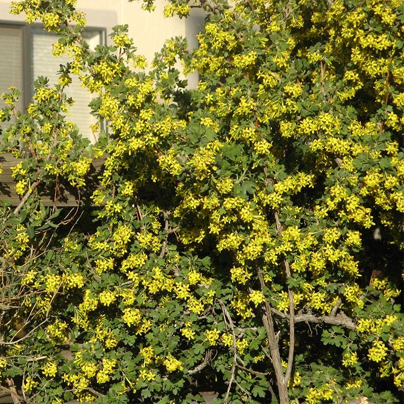 Crandall's Clove Scented Currant (Ribes) 4 Crandall's Clove Scented Currant (Ribes) - Image 4