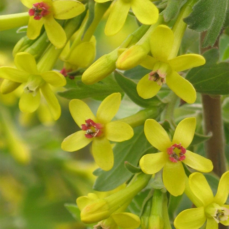 Crandall's Clove Scented Currant (Ribes) 2 Crandall's Clove Scented Currant (Ribes) - Image 2