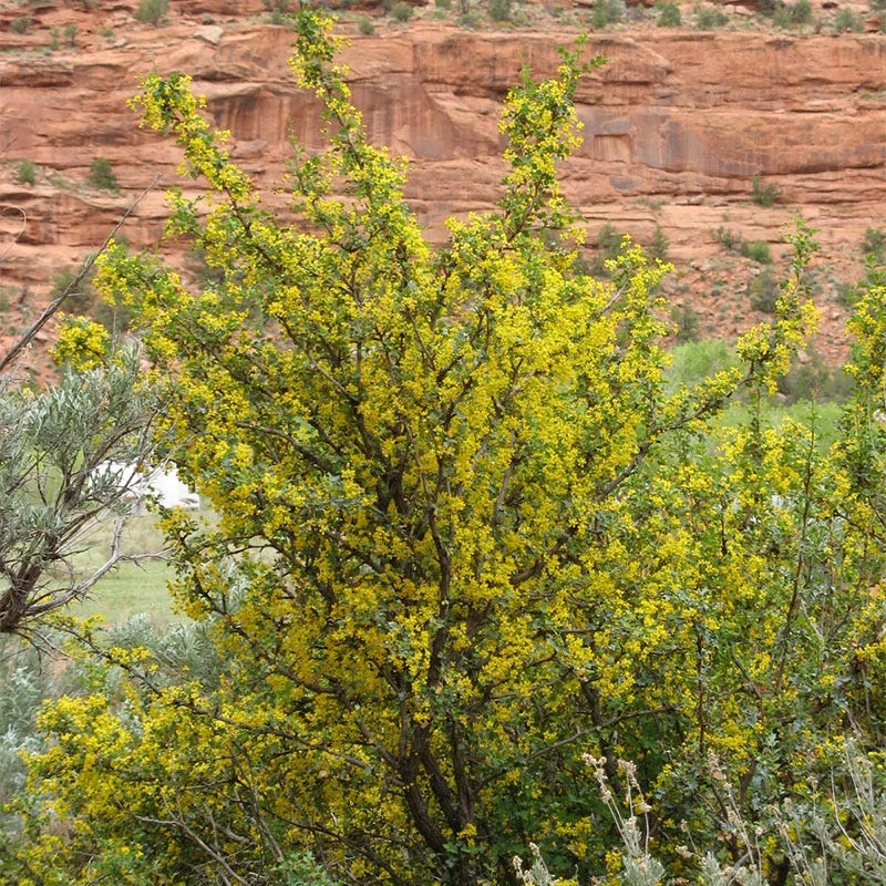 Crandall's Clove Scented Currant (Ribes) 3 Crandall's Clove Scented Currant (Ribes) - Image 3