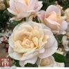 Rose 'Champagne Moment' (Floribunda Rose)