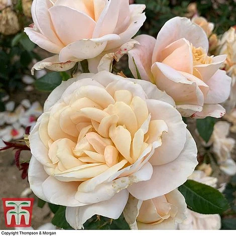 Rose 'Champagne Moment' (Floribunda Rose) 1 Rose 'Champagne Moment' (Floribunda Rose)