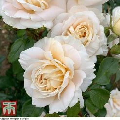 Rose 'Champagne Moment' (Floribunda Rose) 7 Rose 'Champagne Moment' (Floribunda Rose) -plant rose cham3