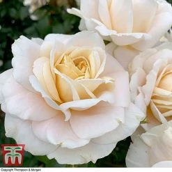 Rose 'Champagne Moment' (Floribunda Rose) 9 Rose 'Champagne Moment' (Floribunda Rose) -plant rose cham5