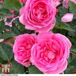 Rose 'Mum In A Million' (Hybrid Tea Rose) 6 Rose 'Mum In A Million' (Hybrid Tea Rose) -plant rose mum2