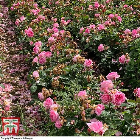 Rose 'Mum In A Million' (Hybrid Tea Rose) 4 Rose 'Mum In A Million' (Hybrid Tea Rose) - Image 4