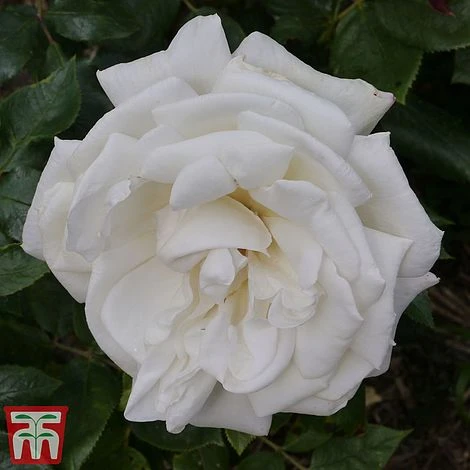 Rose 'Silver Anniversary' (Hybrid Tea Rose) 1 Rose 'Silver Anniversary' (Hybrid Tea Rose)