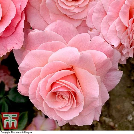 Rose 'Tinkled Pink' (Floribunda Rose) 2 Rose 'Tinkled Pink' (Floribunda Rose) - Image 2