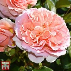 Rose 'It's A Wonderful Life' (Floribunda Rose) -plant rose wonderful