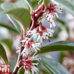 Sarcococca Hookeriana 'Winter Gem' 7 Sarcococca Hookeriana 'Winter Gem' -plant s3TM