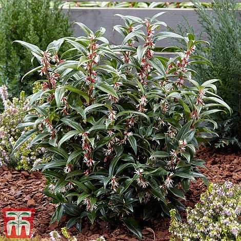 Sarcococca Hookeriana 'Winter Gem' 2 Sarcococca Hookeriana 'Winter Gem' - Image 2