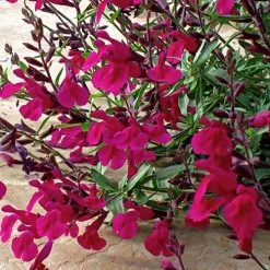 Burgundy Seduction Salvia -plant salvia burgundy seduction1