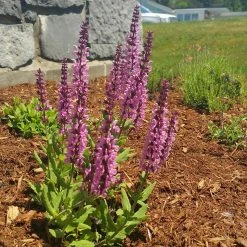 Lyrical™ Rose Salvia -plant salvia lyrical rose office garden