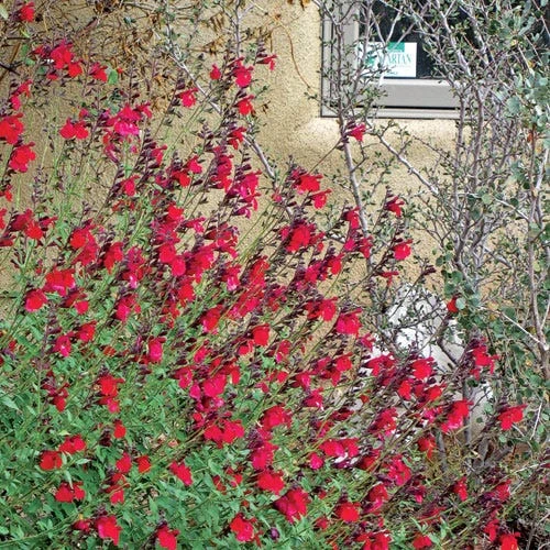 Maraschino Salvia 2 Maraschino Salvia - Image 2