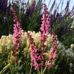 Lyrical™ Rose Salvia -plant salvia sylvestris balyricose 676836163 cropped