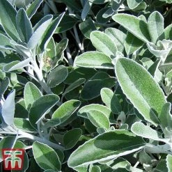 Brachyglottis 'Drysdale' -plant sene2