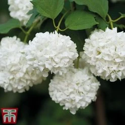 Viburnum Duo -plant snow4