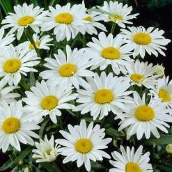Snowcap Shasta Daisy -plant snowcap shasta daisy 3