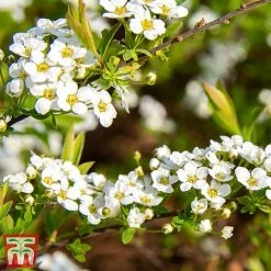 Spiraea Cinerea 'Graciosa' -plant spir grac2