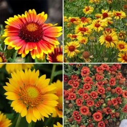 Gaillardia Collection (Blanket Flower) -plant spring gaillardia collection blanket flower