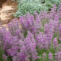 Pink Cotton Lamb's Ear